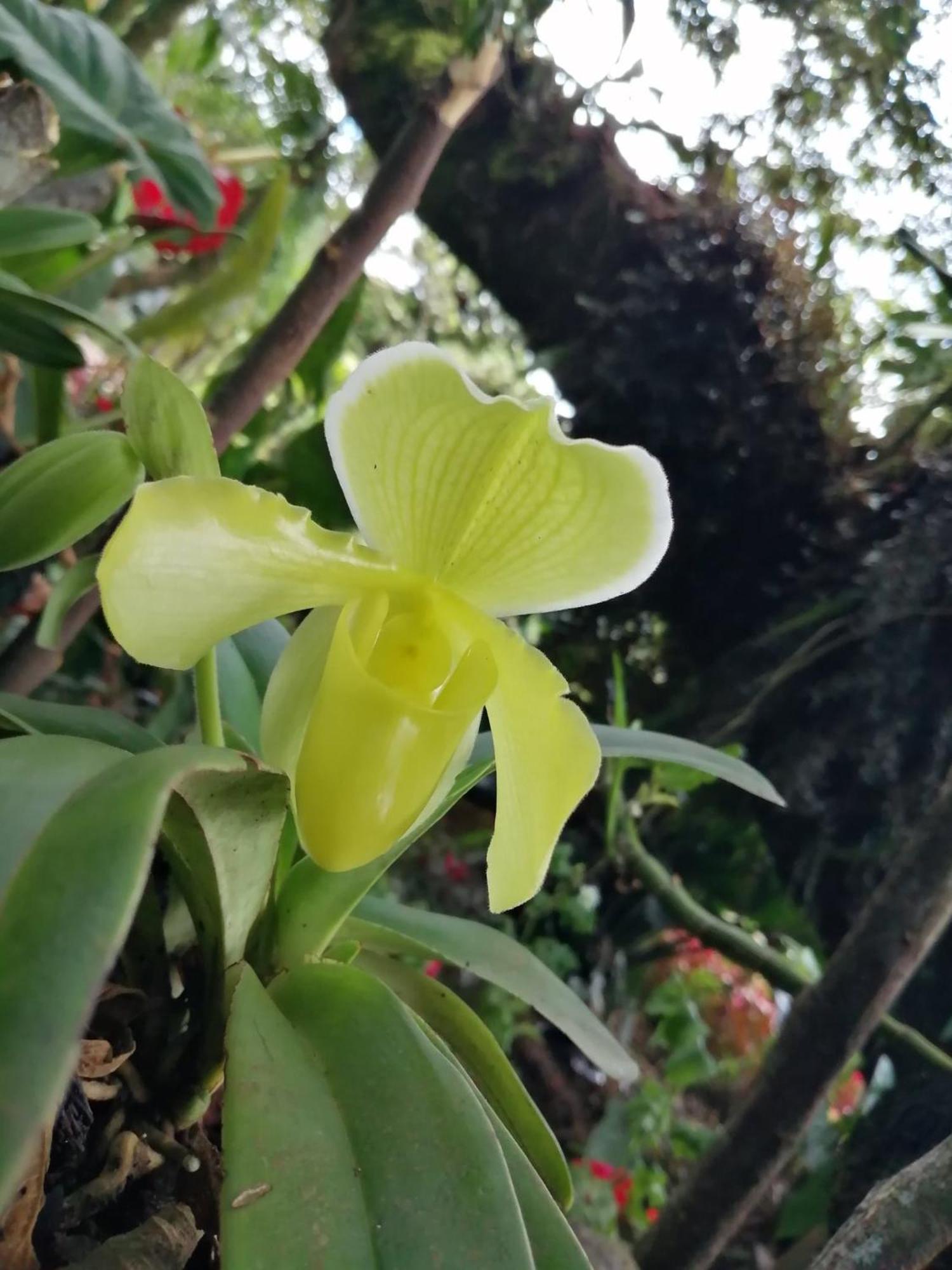 Refugio De Orquideas Villa Oxapampa Luaran gambar