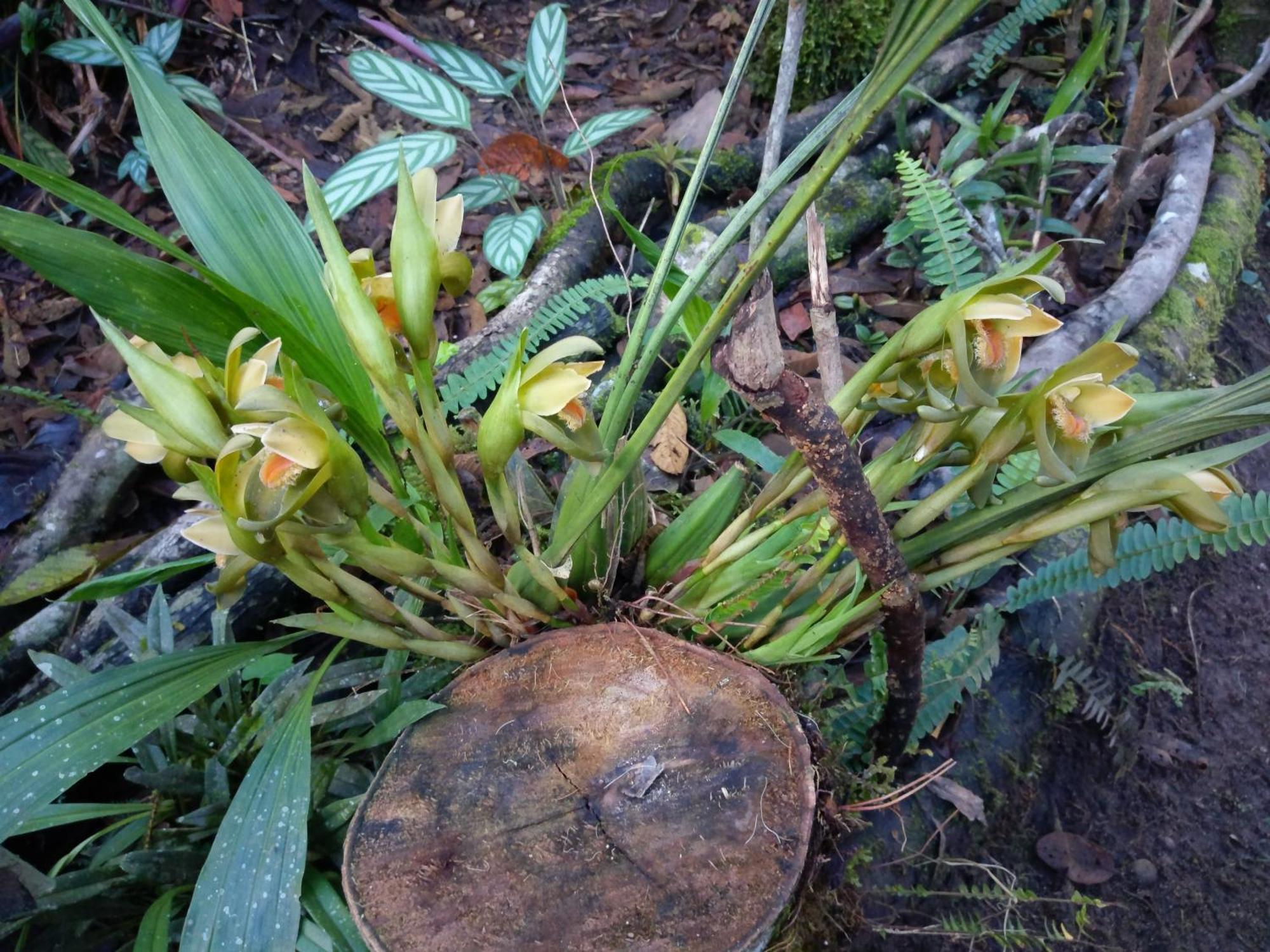 Refugio De Orquideas Villa Oxapampa Luaran gambar