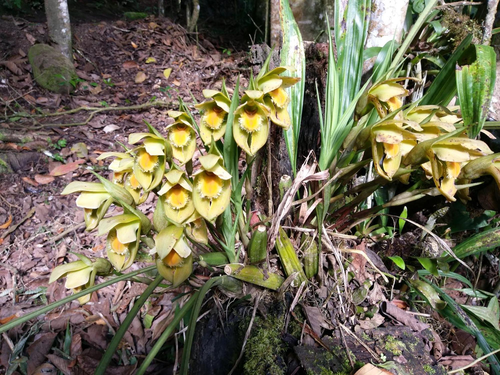Refugio De Orquideas Villa Oxapampa Luaran gambar