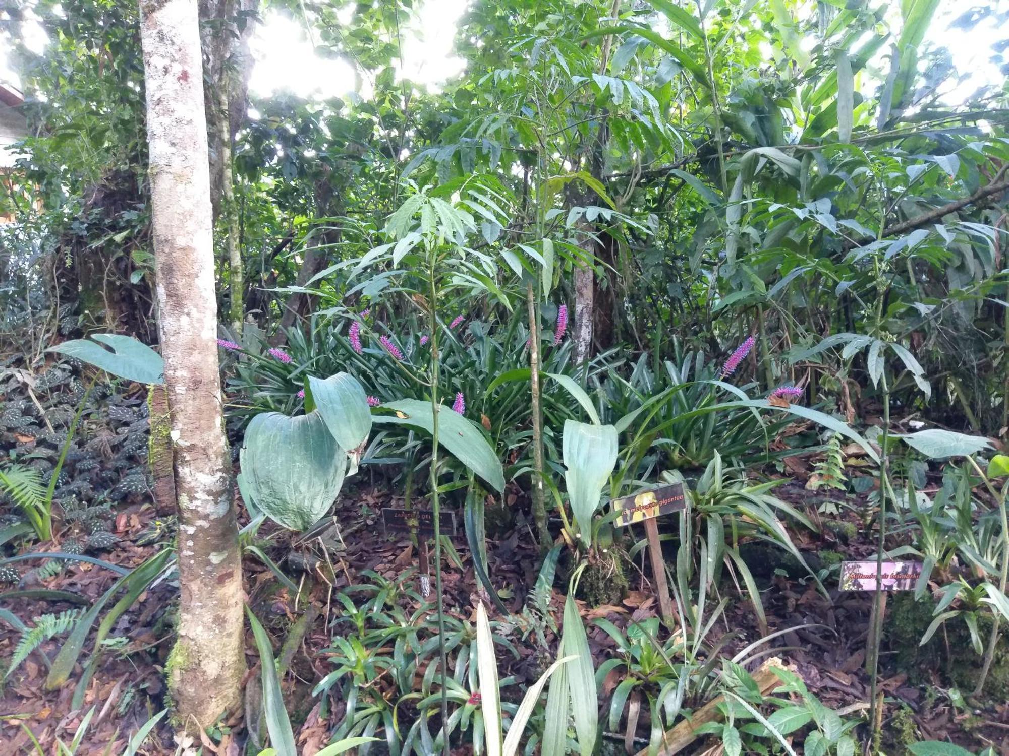 Refugio De Orquideas Villa Oxapampa Luaran gambar