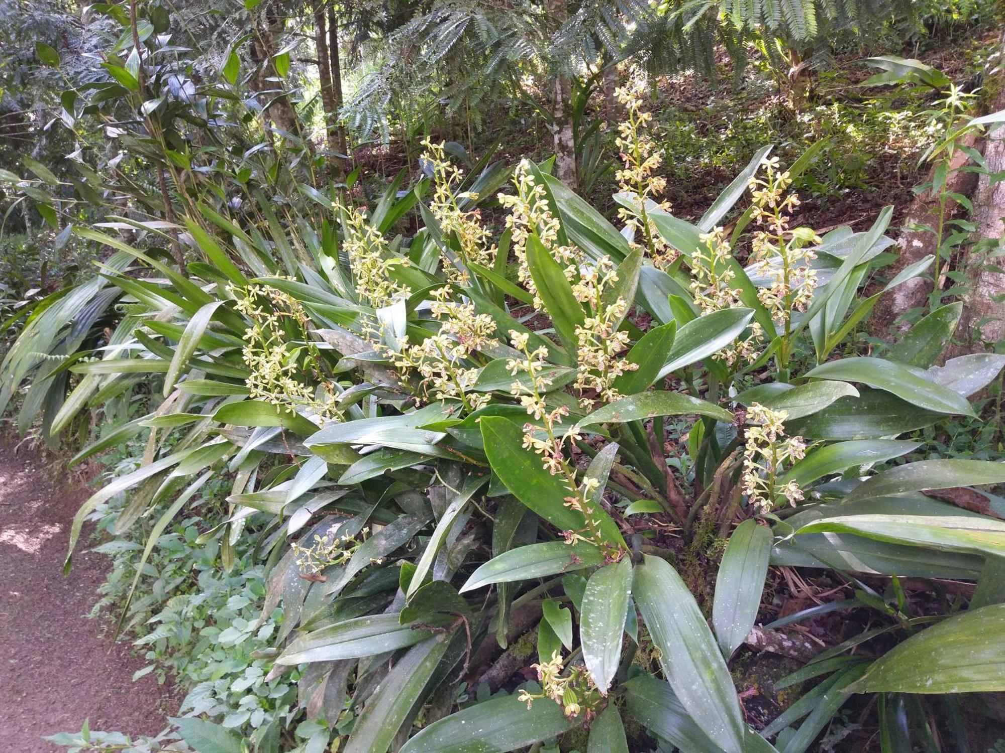 Refugio De Orquideas Villa Oxapampa Luaran gambar
