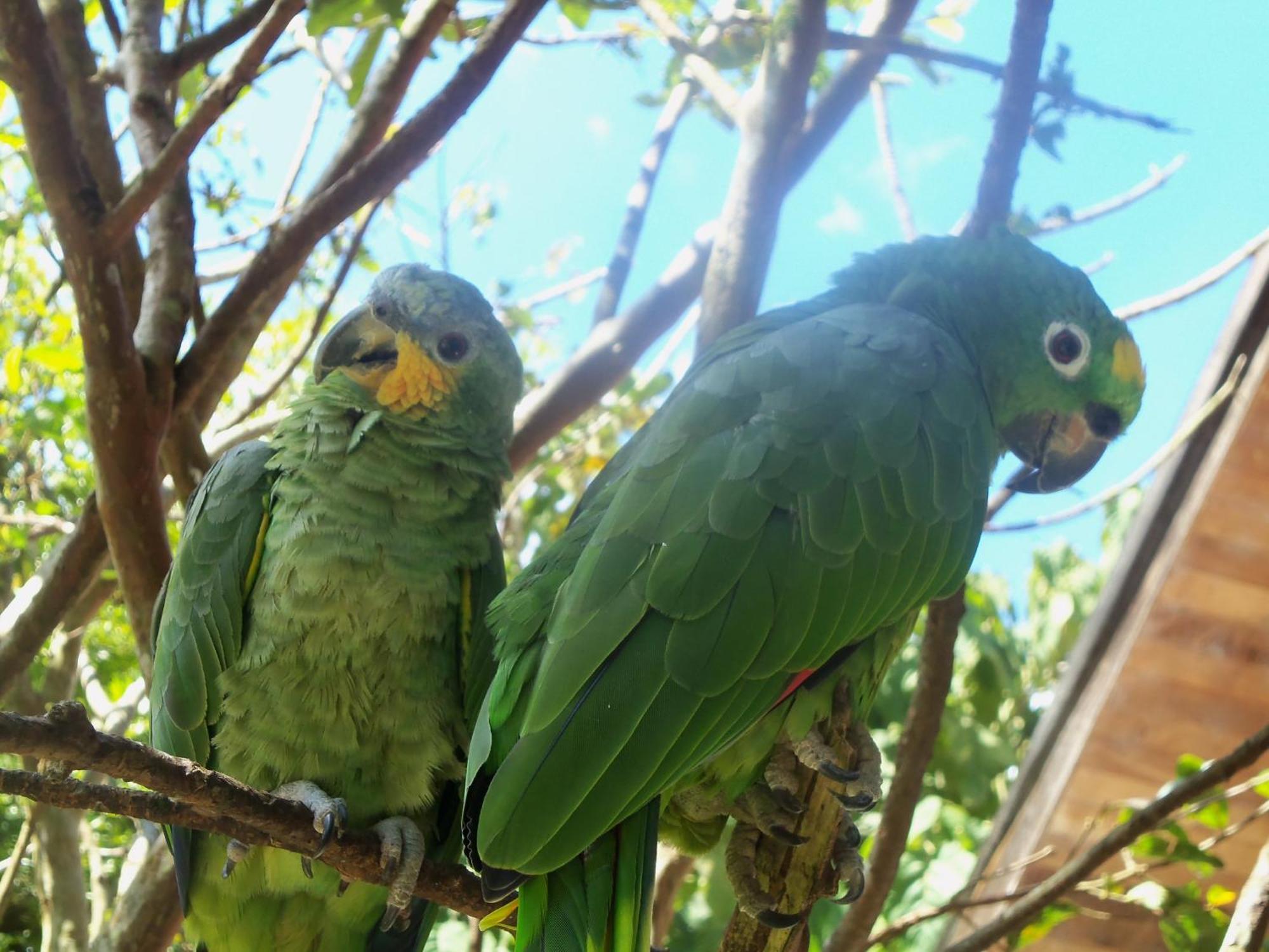 Refugio De Orquideas Villa Oxapampa Luaran gambar