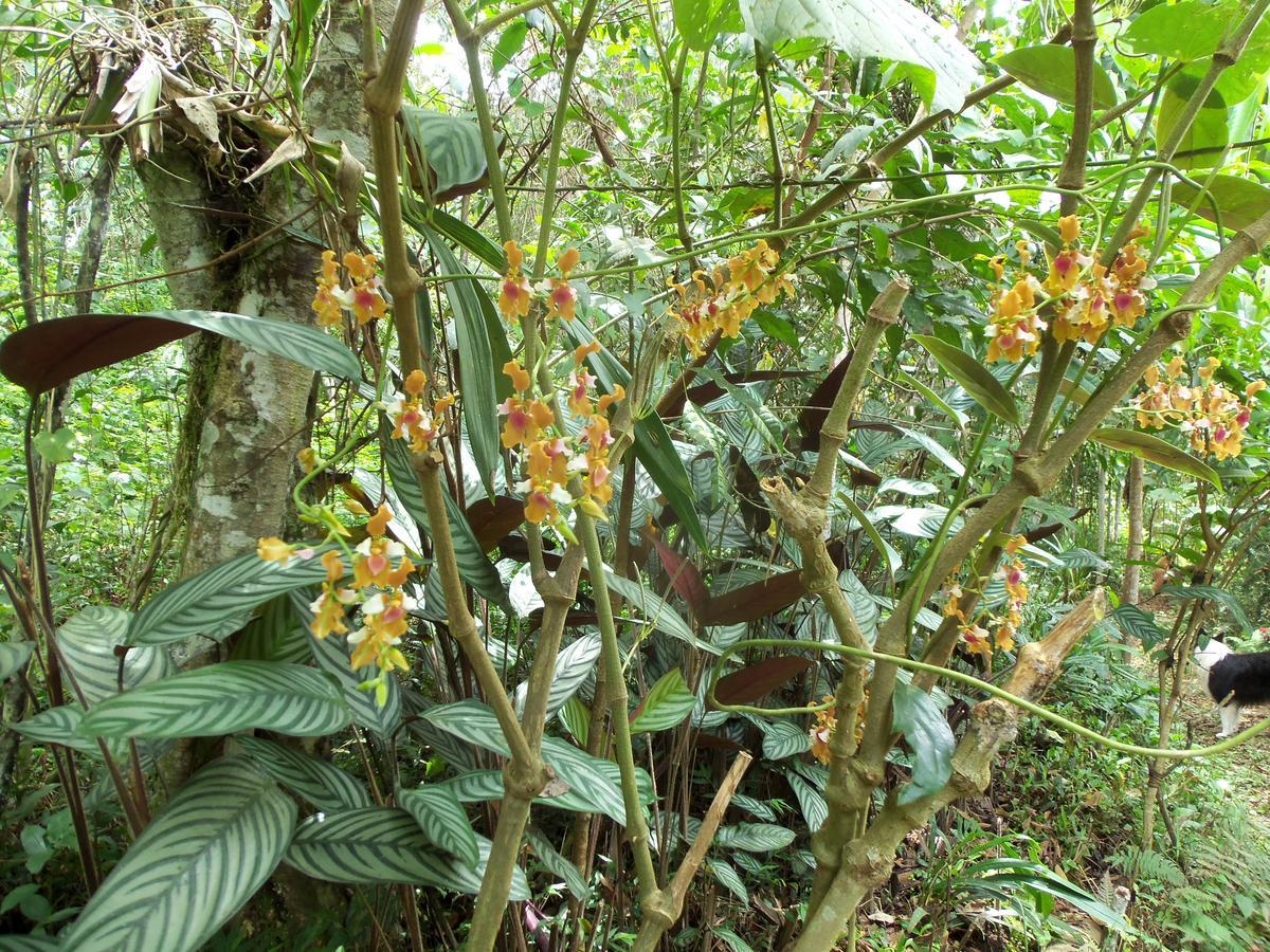 Refugio De Orquideas Villa Oxapampa Luaran gambar
