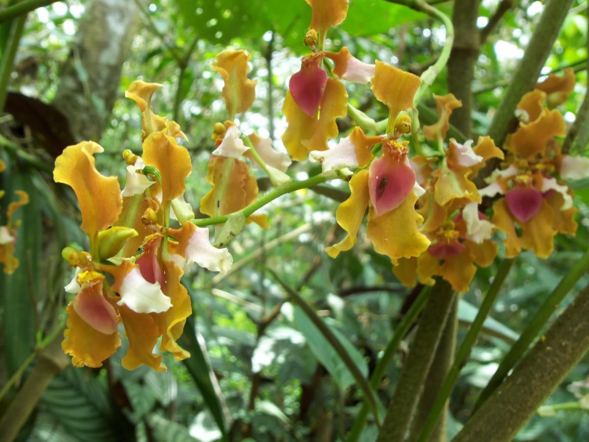 Refugio De Orquideas Villa Oxapampa Luaran gambar