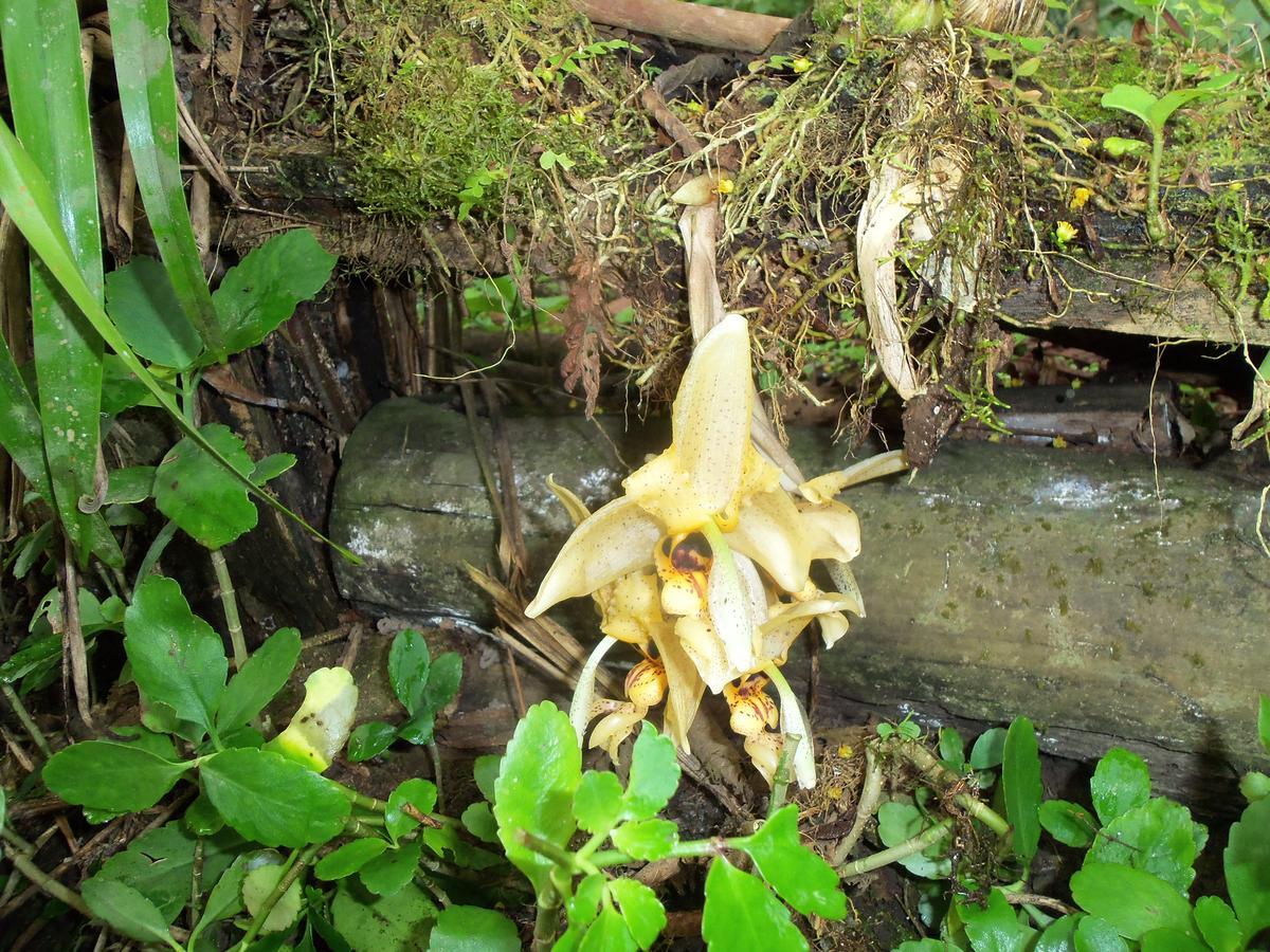 Refugio De Orquideas Villa Oxapampa Luaran gambar